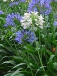 agapanthus-praecox-