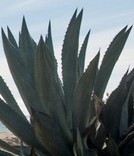 agave-americana