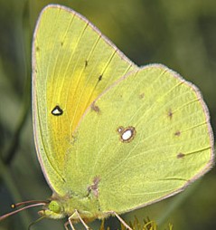 alfalfa orange-sulfurColias-eurytheme closed