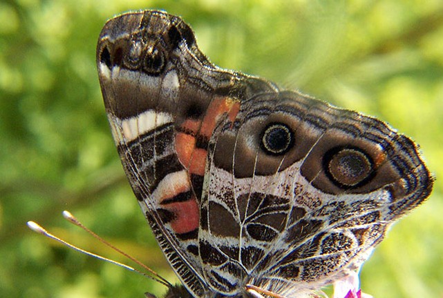 american_painted_lady