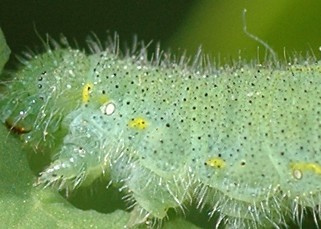 cabbage white_larva