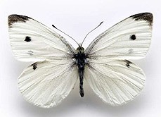 cabbage_white_