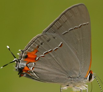 hairstreak_gray_common closed