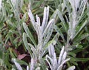 lavender-leaves