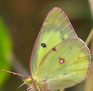 sulphur common Colias-philodice-closed