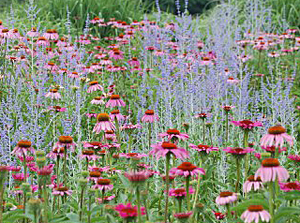 Image of Coneflower and Perovskia companion planting