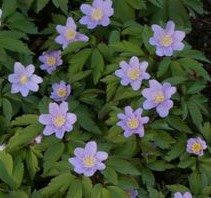 Anemone-nemerosa-Robinsoniana