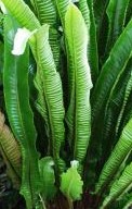 Asplenium scolopendrium