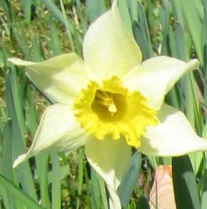 Narcissus pseudonarcissus