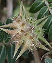 Punturevine Tribulus terrestris fruit