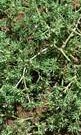 Scleranthus annus 2