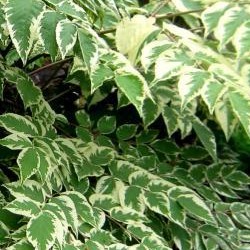 aralia elata Aureovariegata