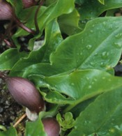 arisarum-proboscideum