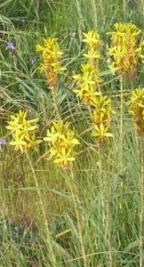 Asphodeline lutea