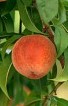 peach-tree