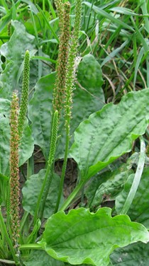 plantian common