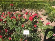 Bamberg rose garden Paprika