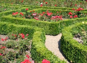 Bamberg rose garden beds