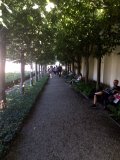 Bamberg rose garden lime trees