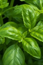 Organic Basil