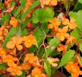 Begonia sutherlandii 2