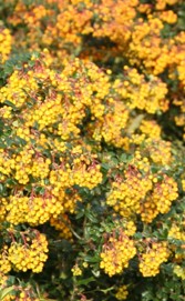 Berberis darwinii