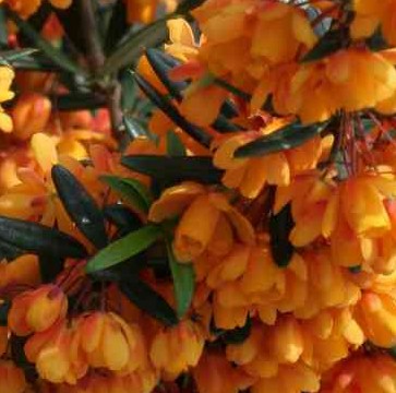 Berberis linearfolia Orange King 2