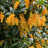 Berberis valdiviana detail