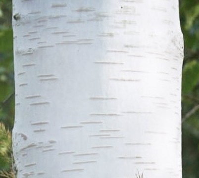 Betula utilis var jacquemontii Himalyan white birch bark detail