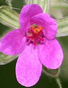 Erodium_malacoides