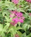 Filipendula purpurea