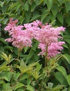 Filipendula rubra 3