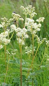 Filipendula vulgaris