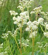 Filipendula vulgaris