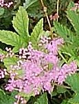 Filipendula_palmata