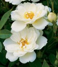 Kent shrub rose