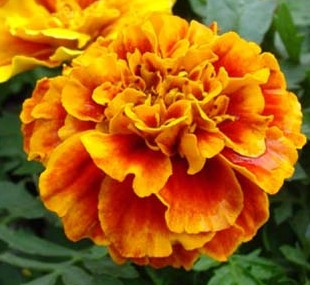 Marigold Tagetes patula