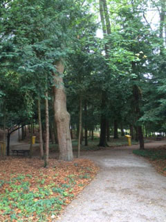 Melk paths in woods