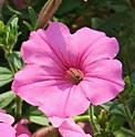 Petunia-Fame-Salmon-Pink