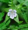 Waterweed Ellisia_nyctelea fl