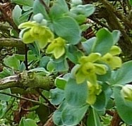 berberis_temolaica detail