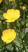 buttercups