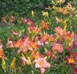 daylily