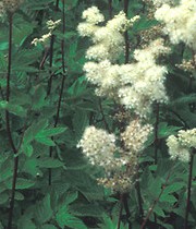 filipendula-ulmaria