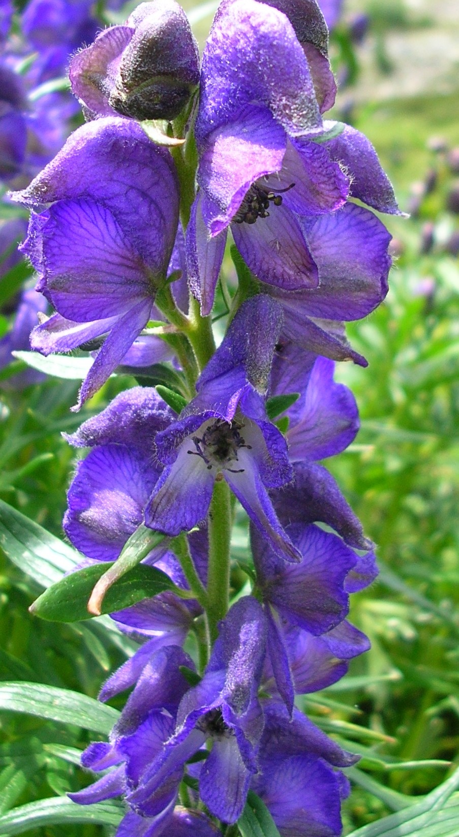 Plants for a Plant Zoo Wolfsbane (Aconitum napellus