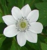 Anemone rivularis detail