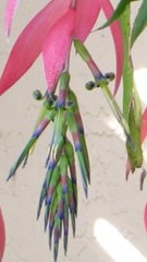 Billbergia nutans 2