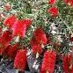 Bottlebrush Firebrand