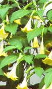 _Brugmansia_aurea-