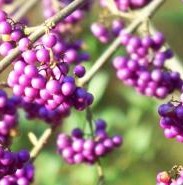 Callicarpa bodinieri var giraldii Profusion